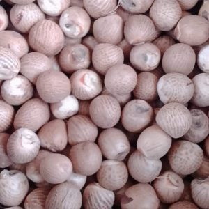 Whole Betel Nut